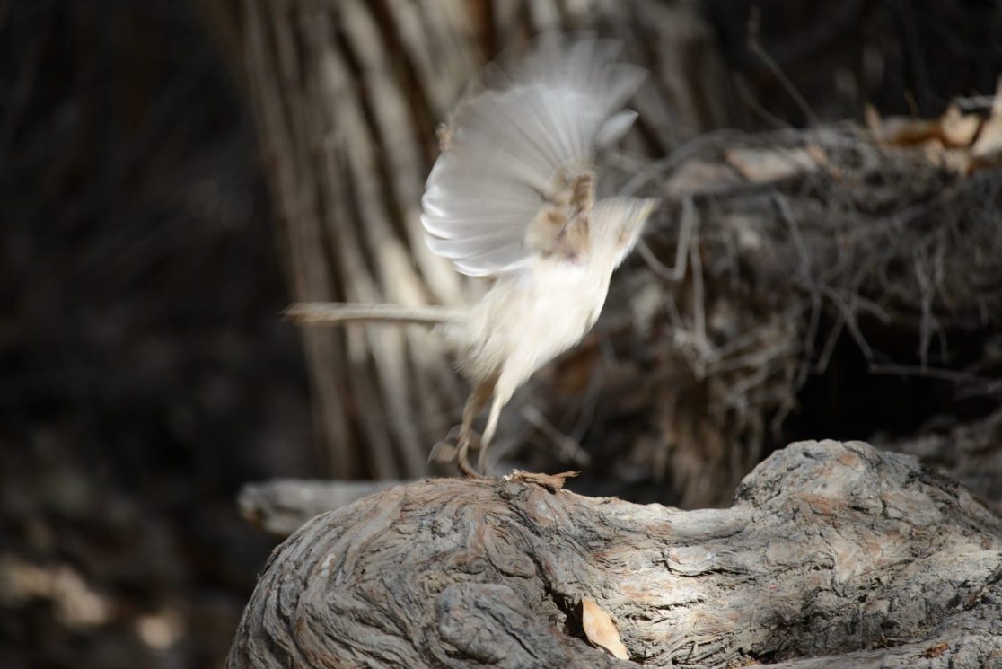 A bird at Ein Zin oasis in Israeli Negev desert
