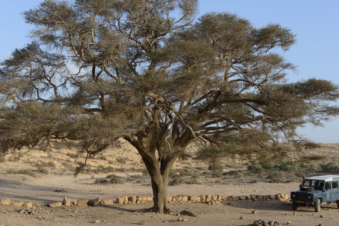A lonely tree in the next to Noked river