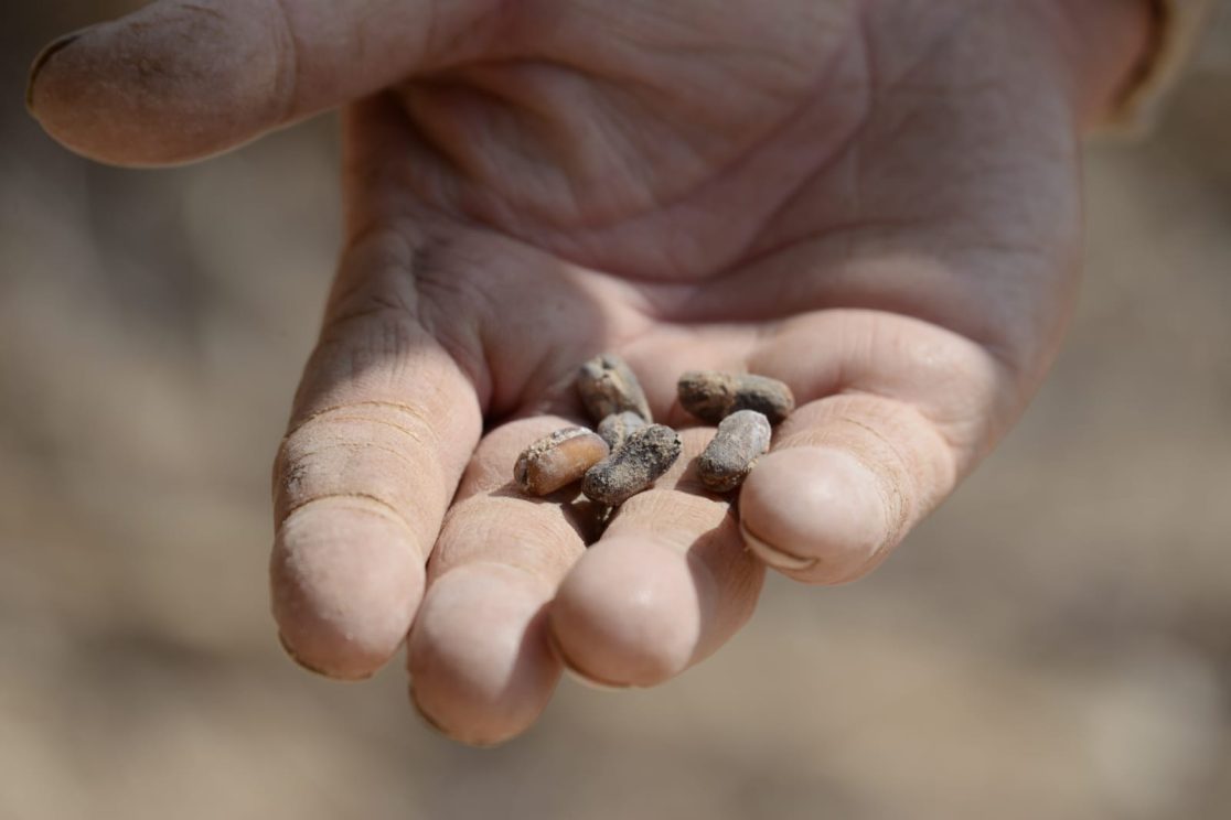 A palm tree dates in Israeli Negev desert