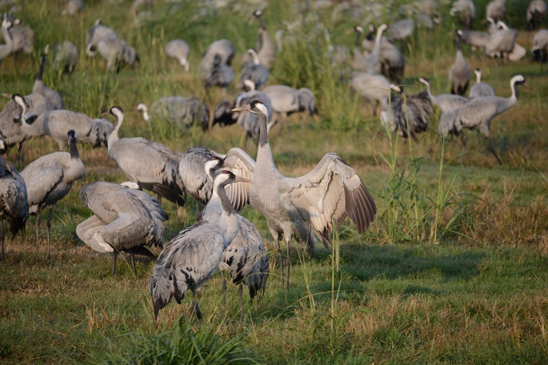 Agamon Hachula group of cranes