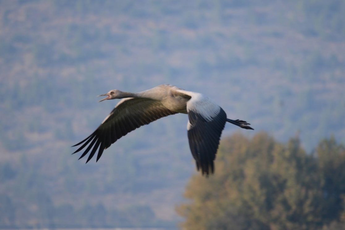 Agamon Hahula a female crane flying