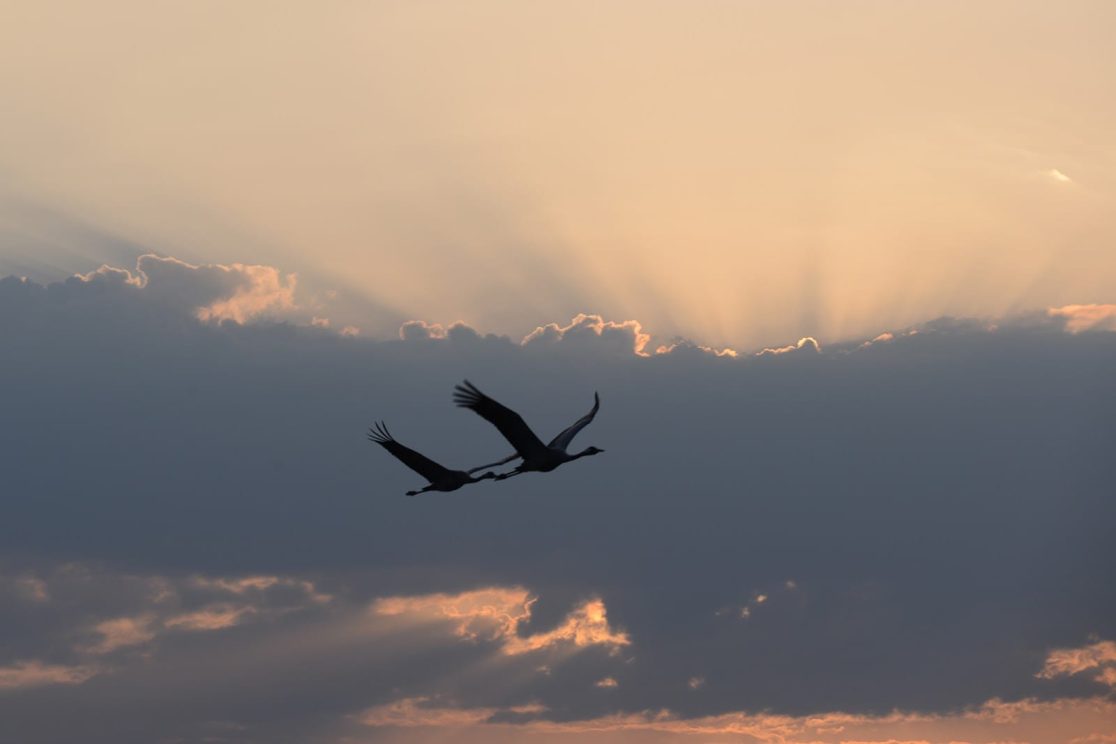 Agamon Hahula couple of cranes flying