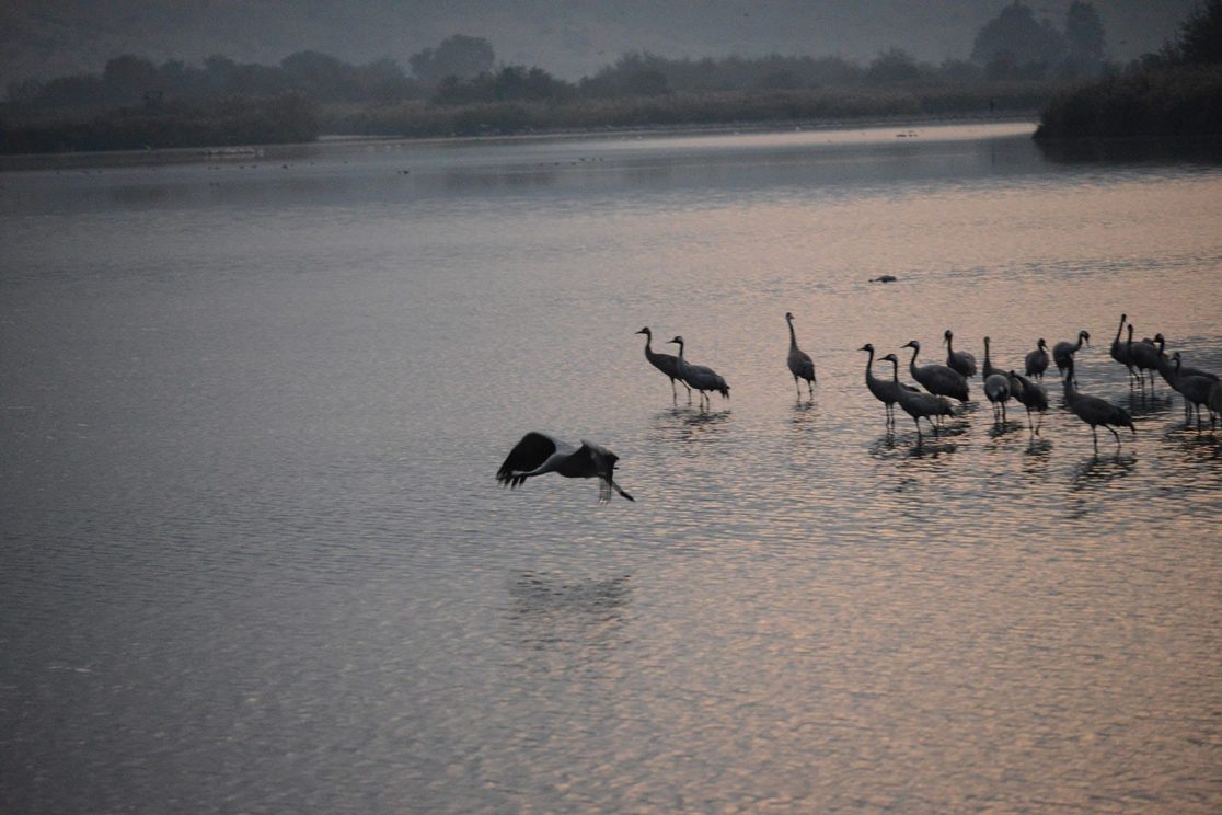 Agamon Hahula cranes