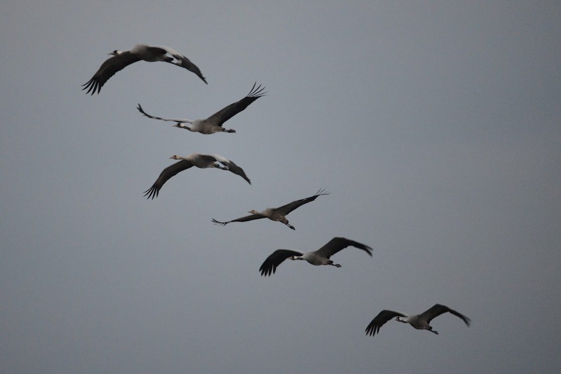Agamon Hahula cranes flying