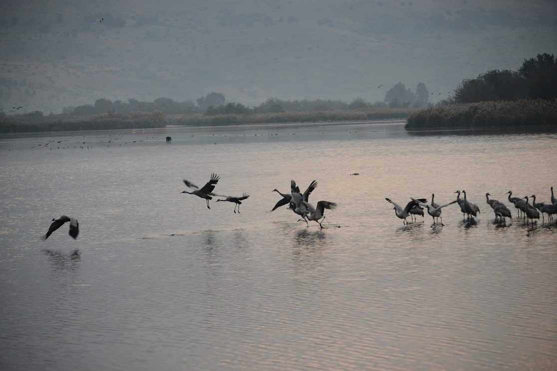 Agamon Hahula early birds hour cranes flying away