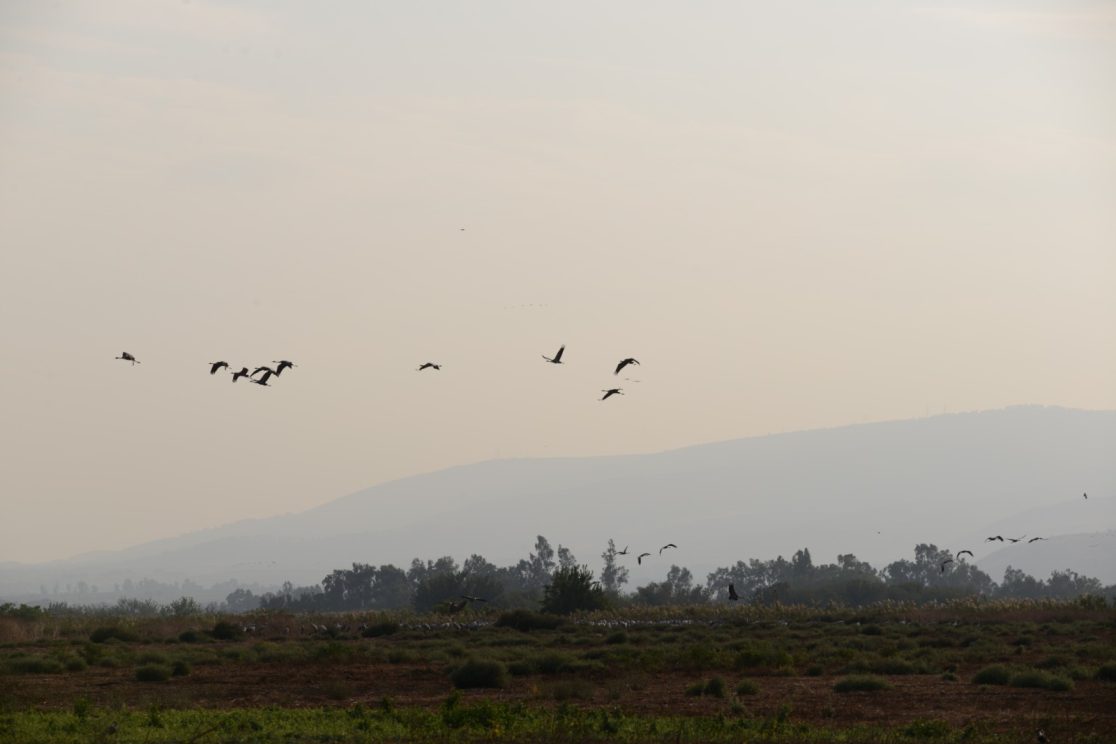 Agamon Hahula flying cranes