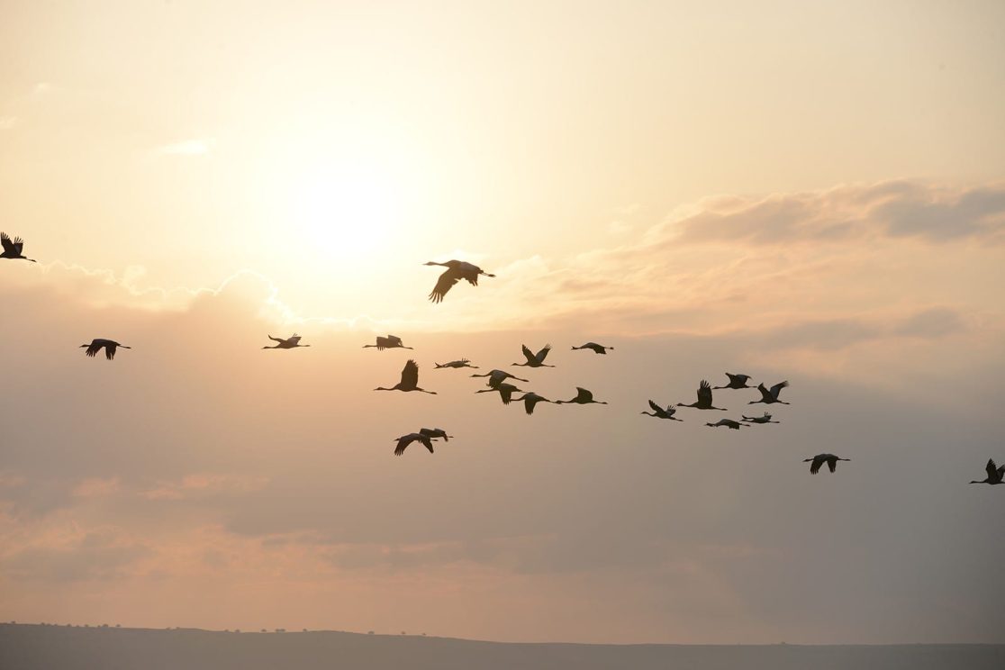 Agamon Hahula group of cranes flying