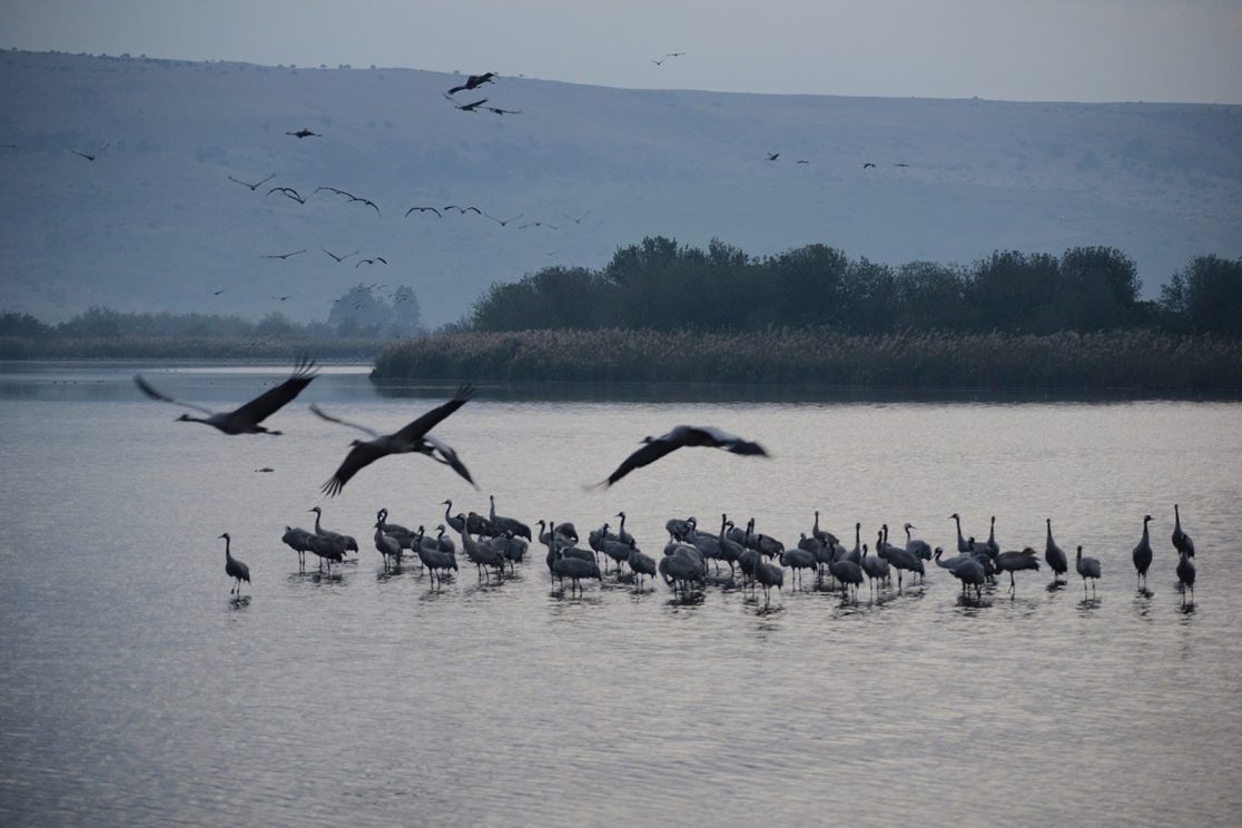 Agamon Hahula group of cranes flying away
