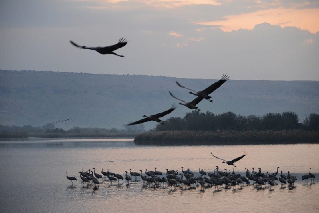 Agamon Hahula group of cranes flying in early morning