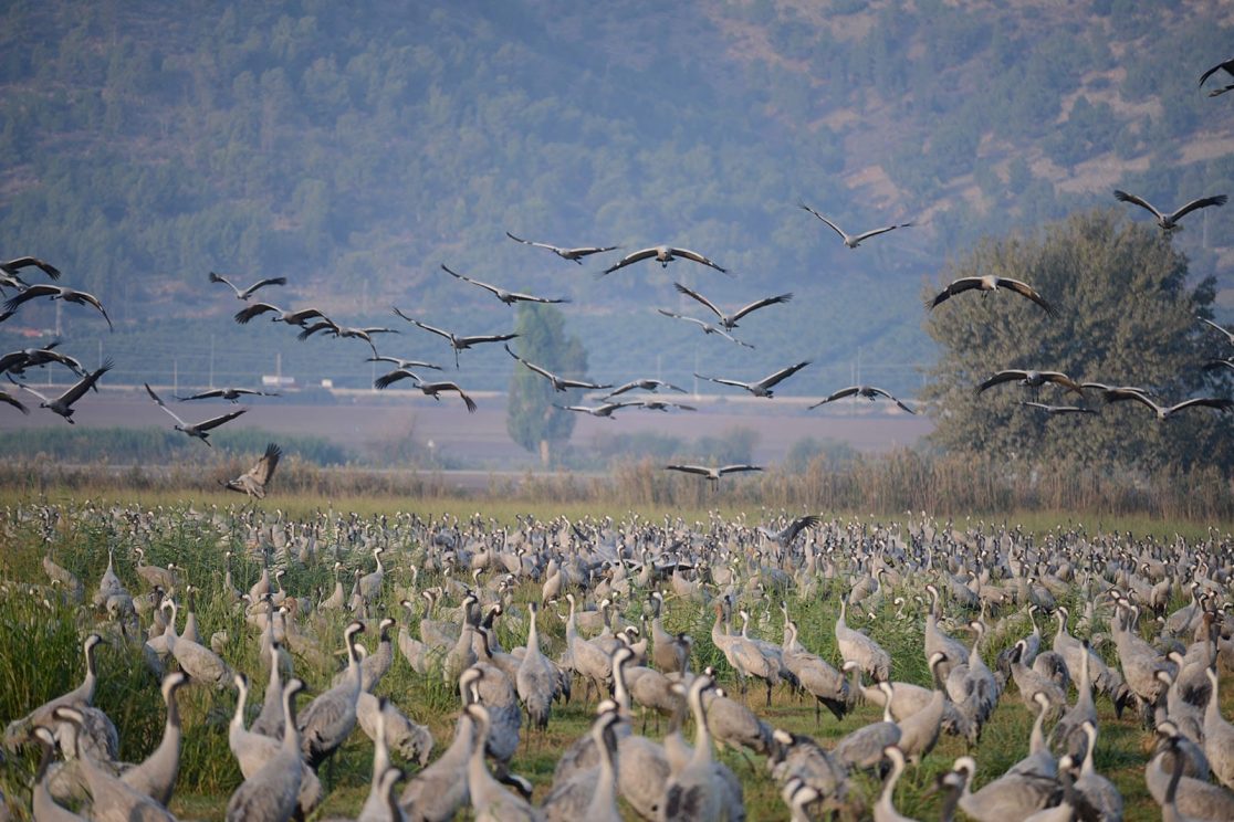 Agamon Hahula group of cranes resting