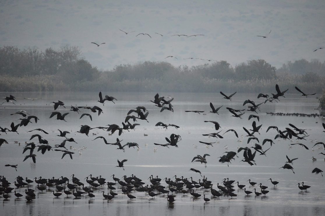Agamon Hahula group of cranes take off