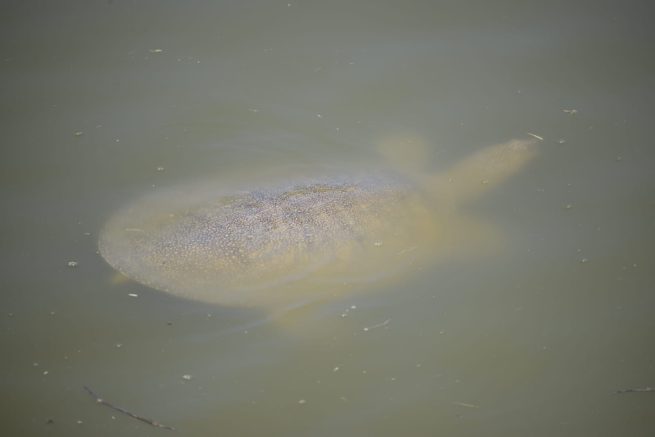 Alexander river African Nile - Softshell turtle in water