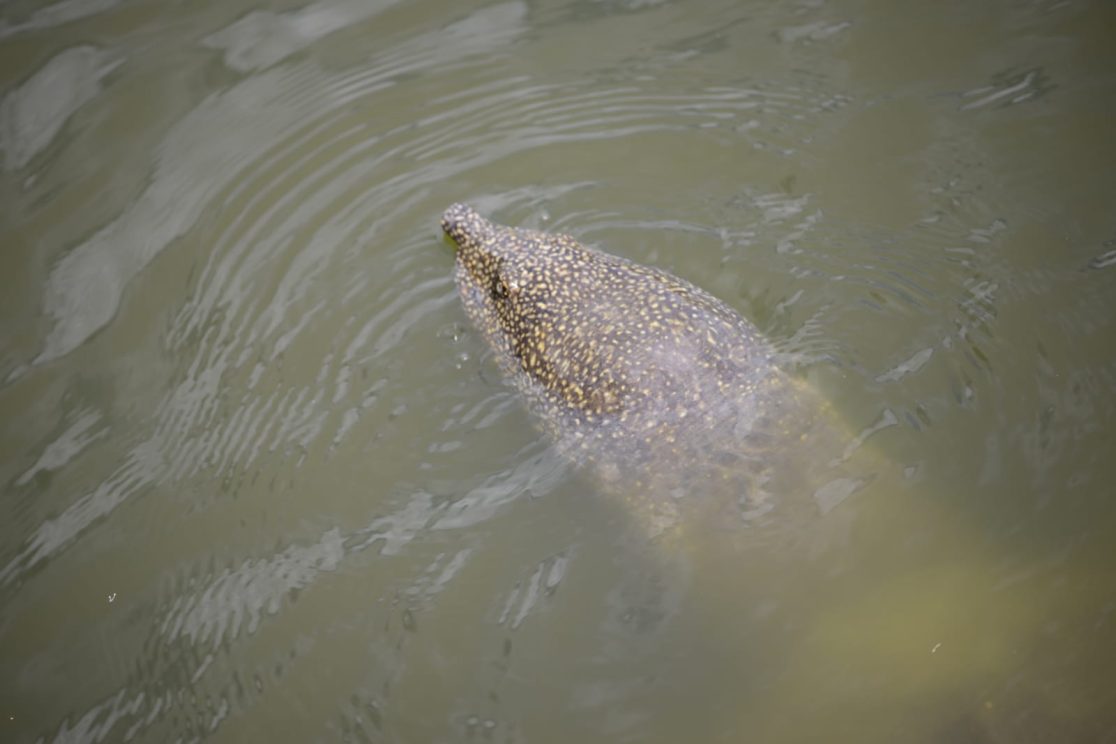 Alexander river African softshell turtle take a swim