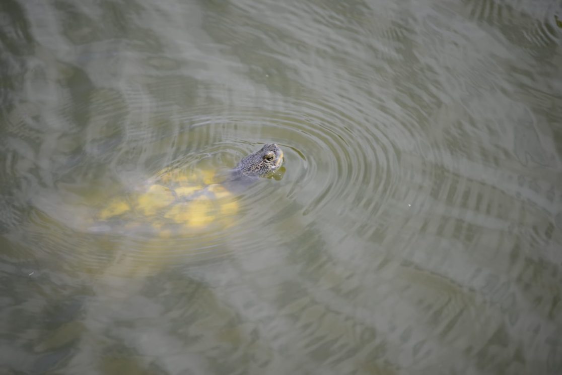 Alexander river Green turtle