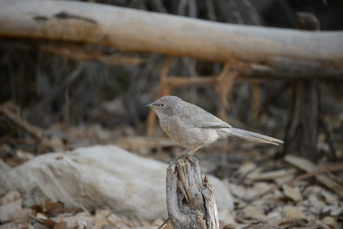 An Arabian Babbler bird at Ein Zin oasis in Israeli Negev desert