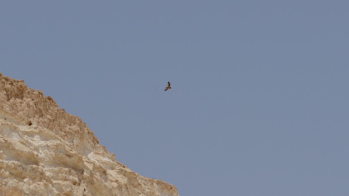 An Eagle high in the sky of Ein Avdat