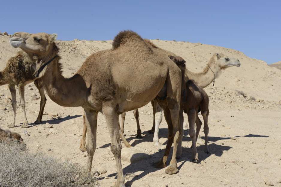 Camels on the way to Masada