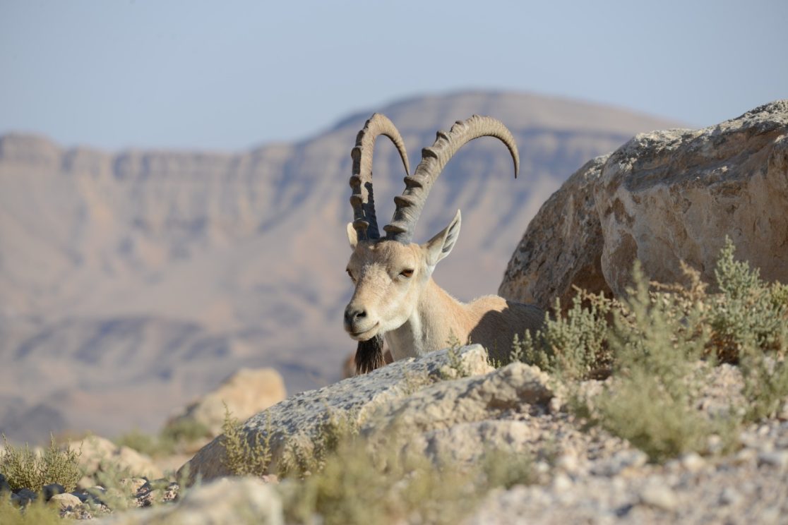 Ibex at Ramon Crater