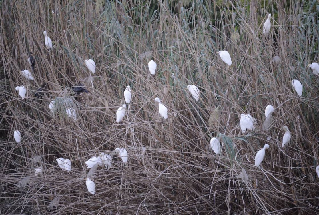 Little Egret at Hod HaSharon park