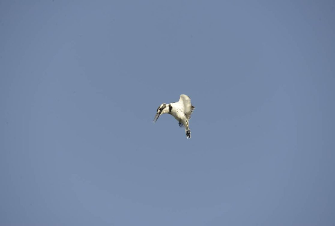 Pied kingfisher