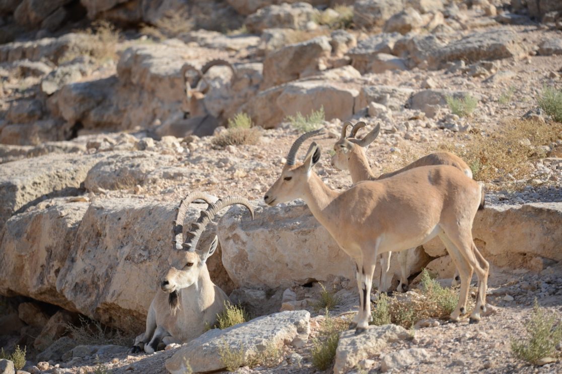 Ramon crater ibex