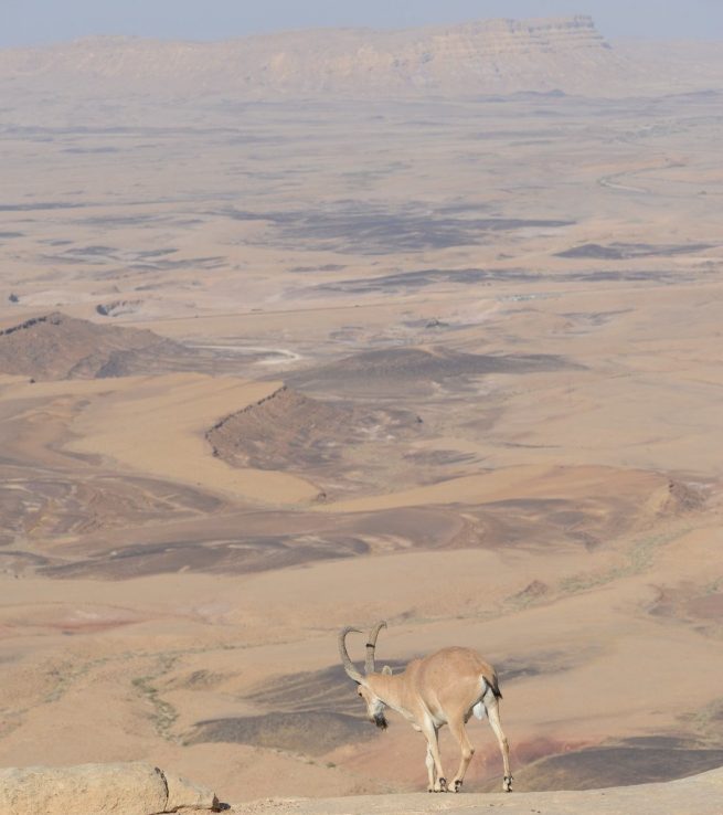 Ramon crater