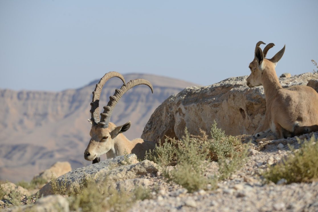 Two Ibexes at Ramon Crater