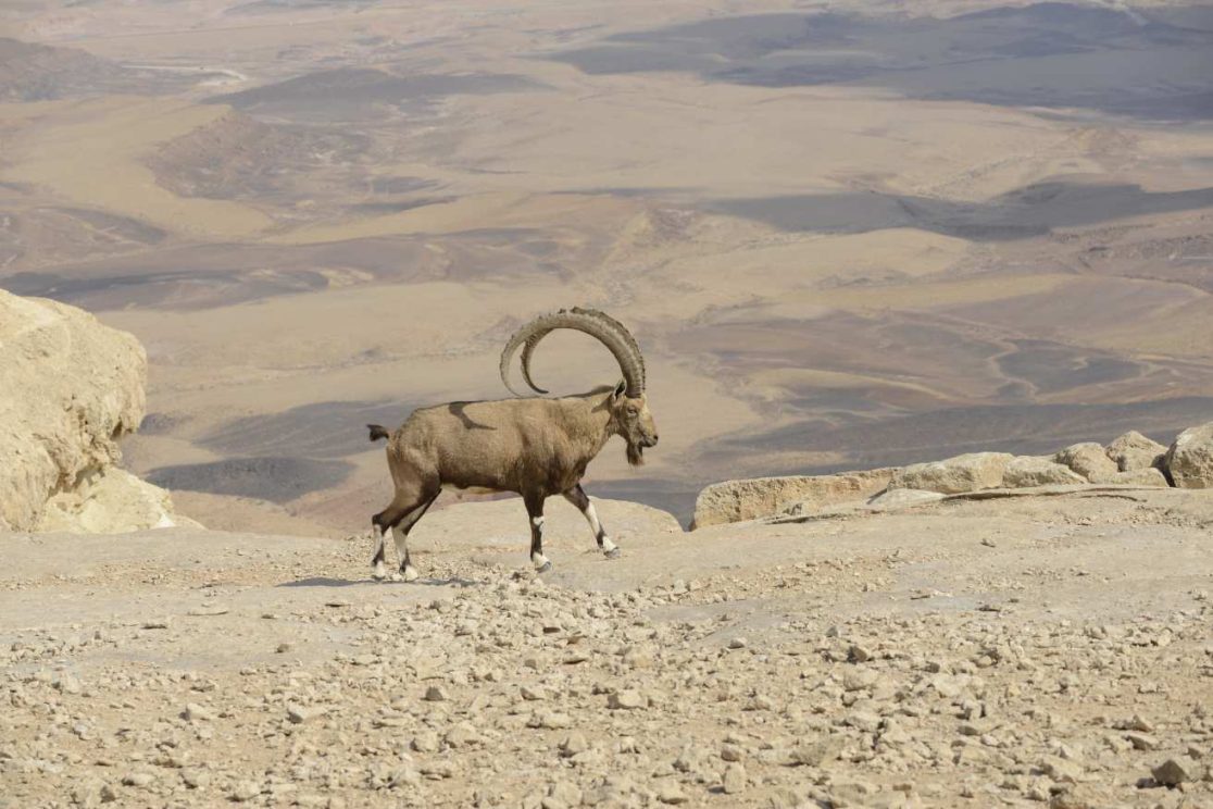 Desert Ibex Overlooking the Ramon Crater