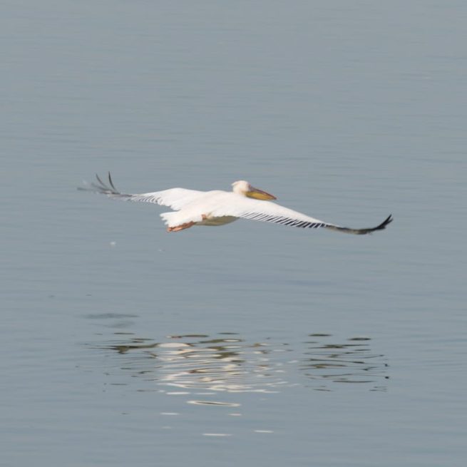 Vicker birds observatory in Emek-Hefer Israel