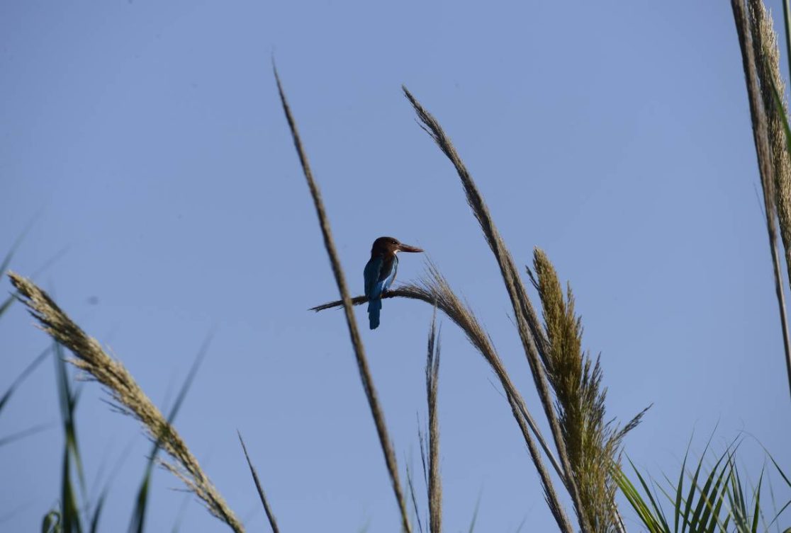 White-throated Kingfisher Hod HaSharon Park