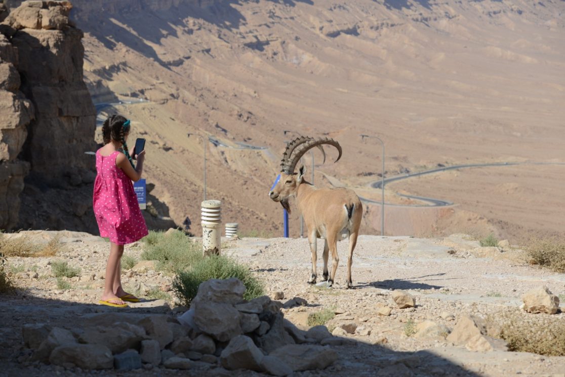 ibex at Ramon cliff