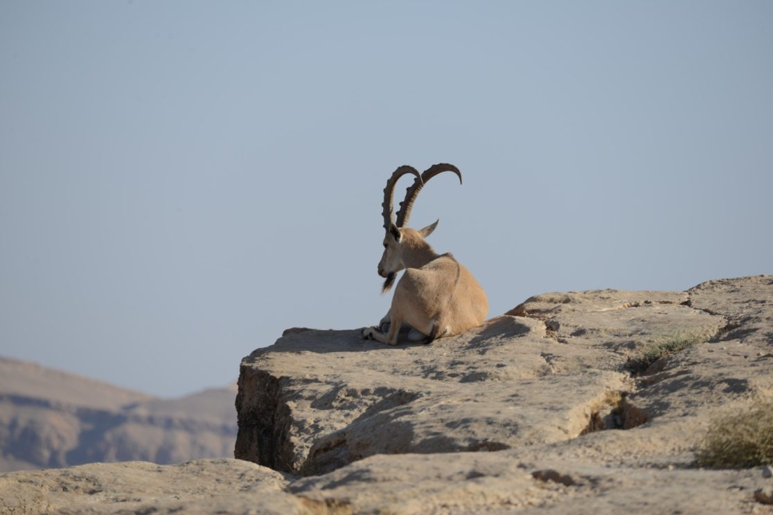 ibex in Mitzpe Ramon