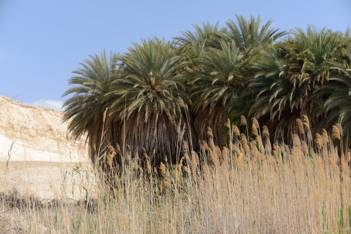 palm trees on Ein Zin oasis in Israeli Negev desert