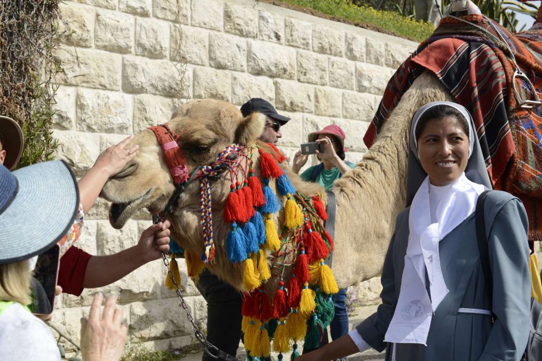 A Camel name Cojak at Palms Sunday