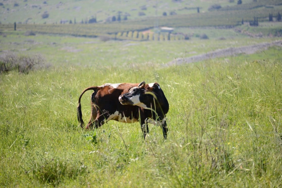 A free range cow at mount Arbel