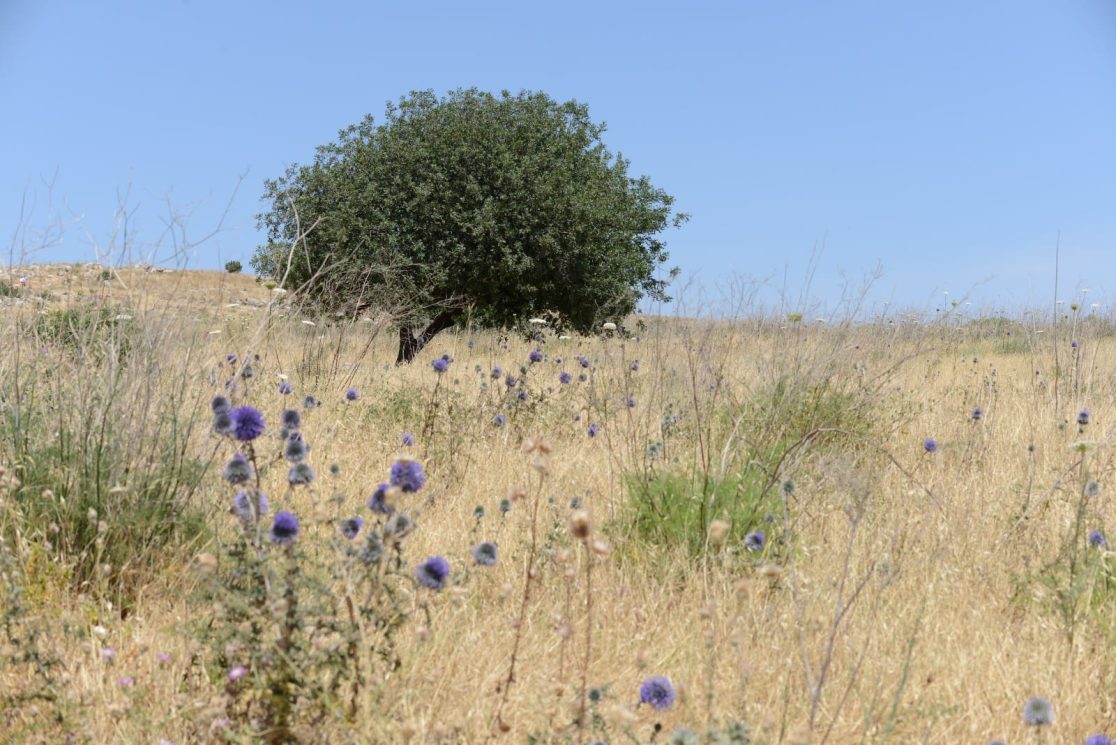 A lonely tree at Arbel mountain near Tiberias