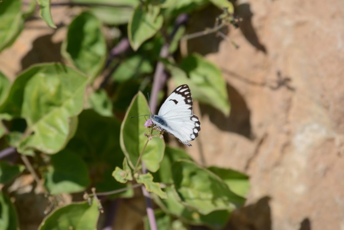Belenois Butterfly at Qumran