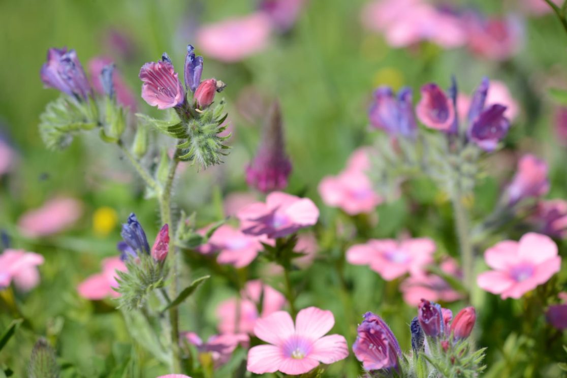Flowers at mount Arbel