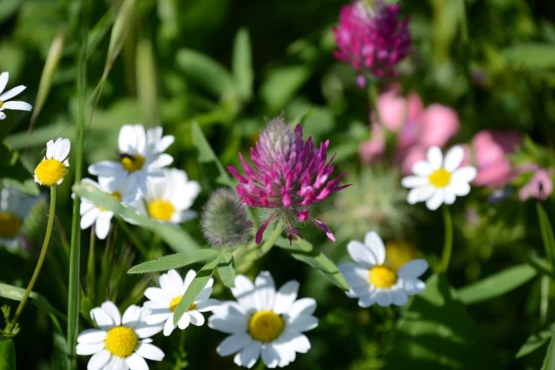 Flowers blossom at mount Arbel