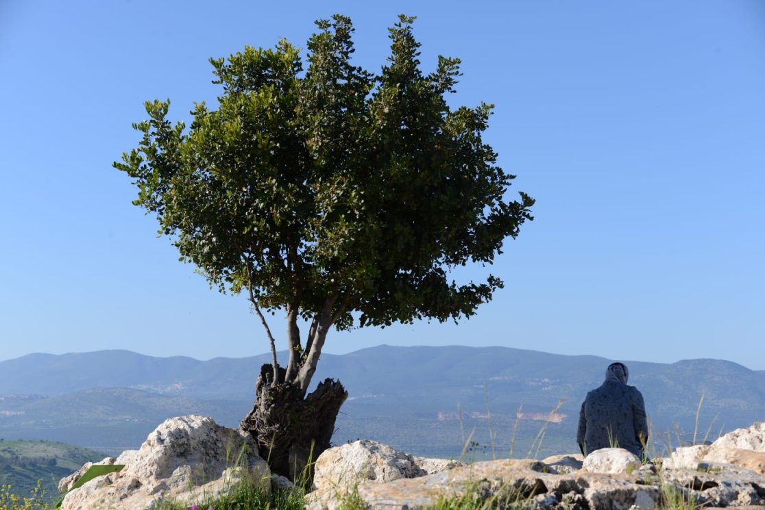 Lonely carob tree view at mount Arbel