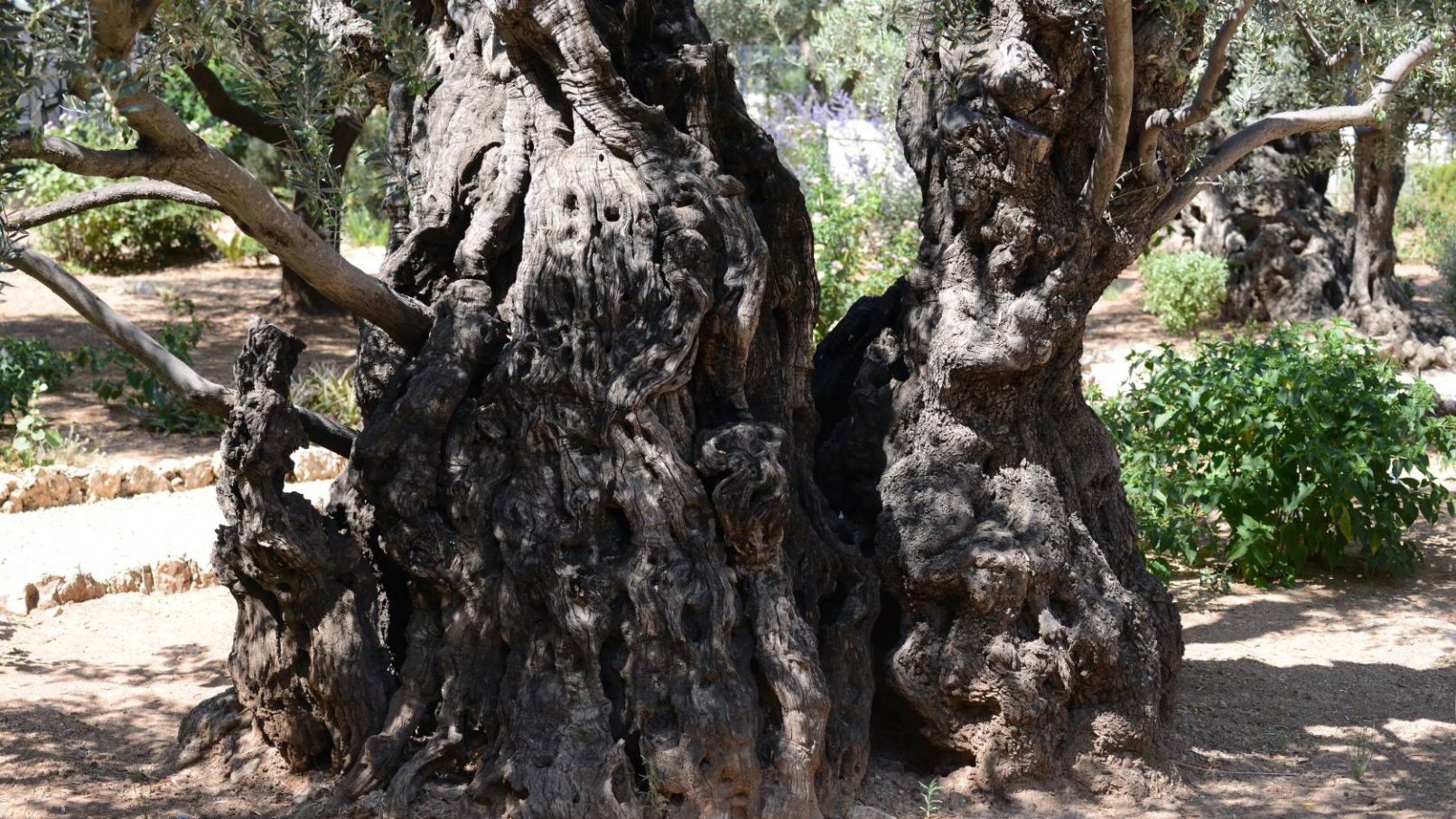 Olive tree at Gethsemane, Jerusalem