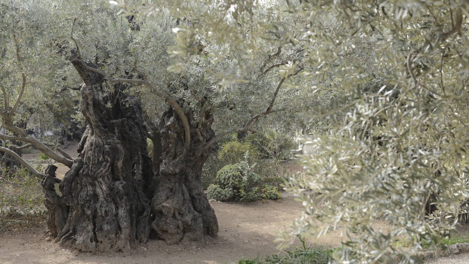 Olive tree at Gethsemane, Olive Mountain Jerusalem