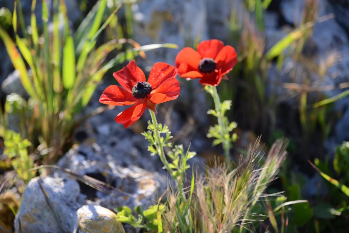 Red flowers at Mount Arbel