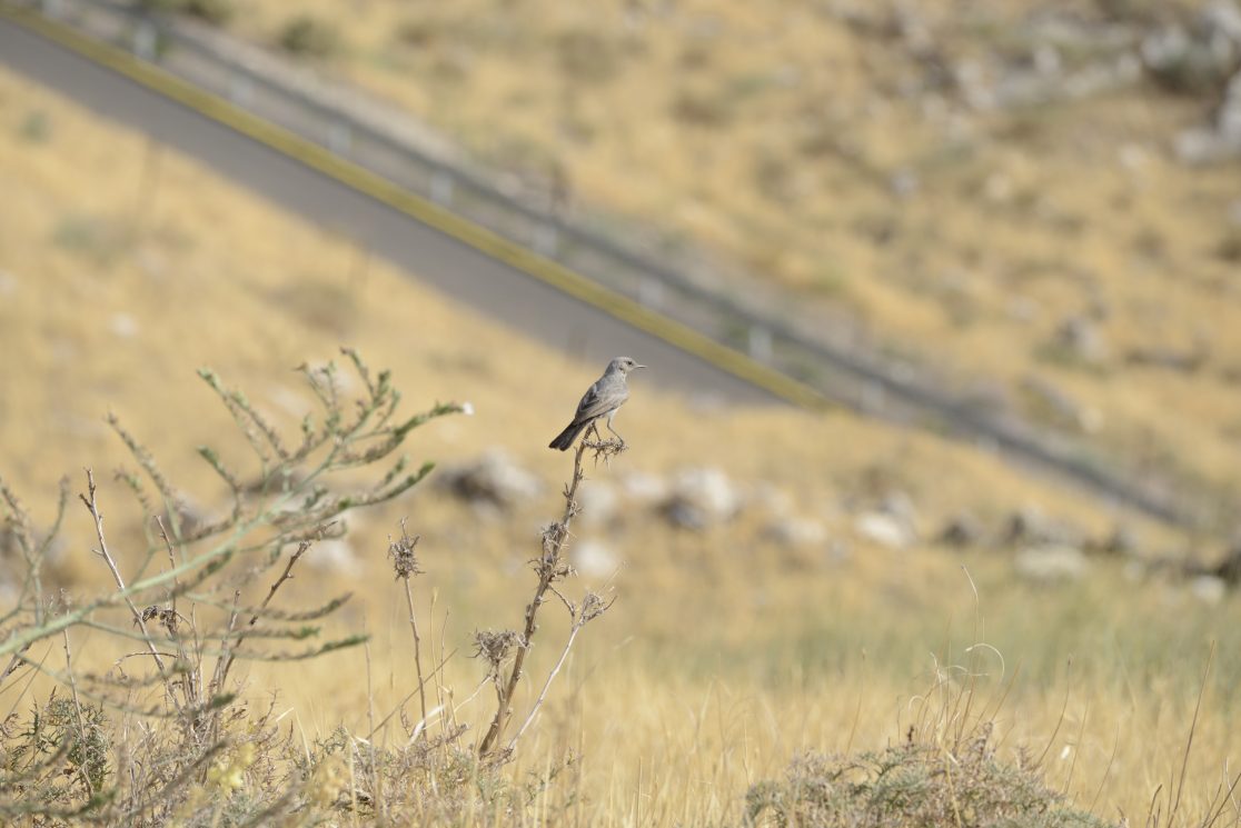 blackstart (Oenanthe melanura) at Susita