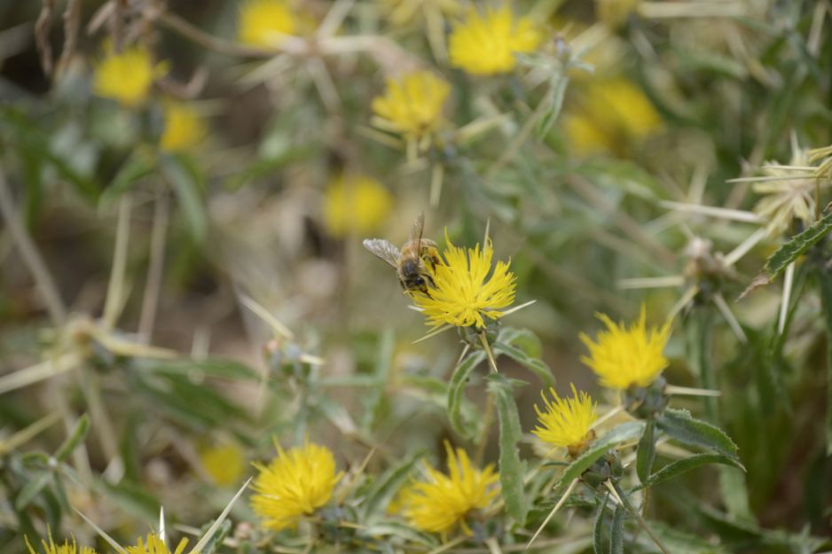 A bee gathering nectar from a blooming thistle on Mount Tabor