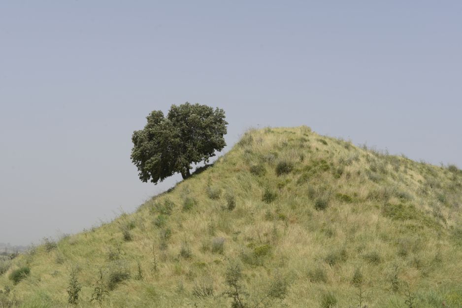 A lone tamarisk tree overlooks the entrance to Megiddo’s ancient water system