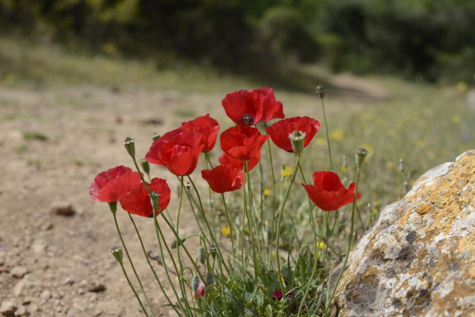 Wild red poppies with dark markings at the base of their petals on Mount Tabor
