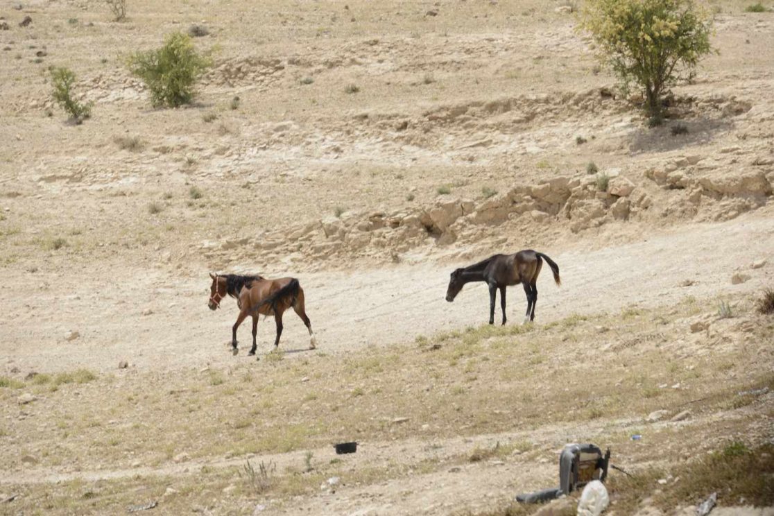 Judean desert wild horses riding