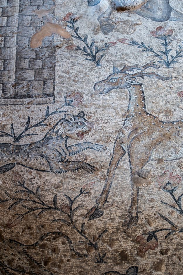 A Nile Festival House mosaic depicting a leopard attacking a deer at Zippori