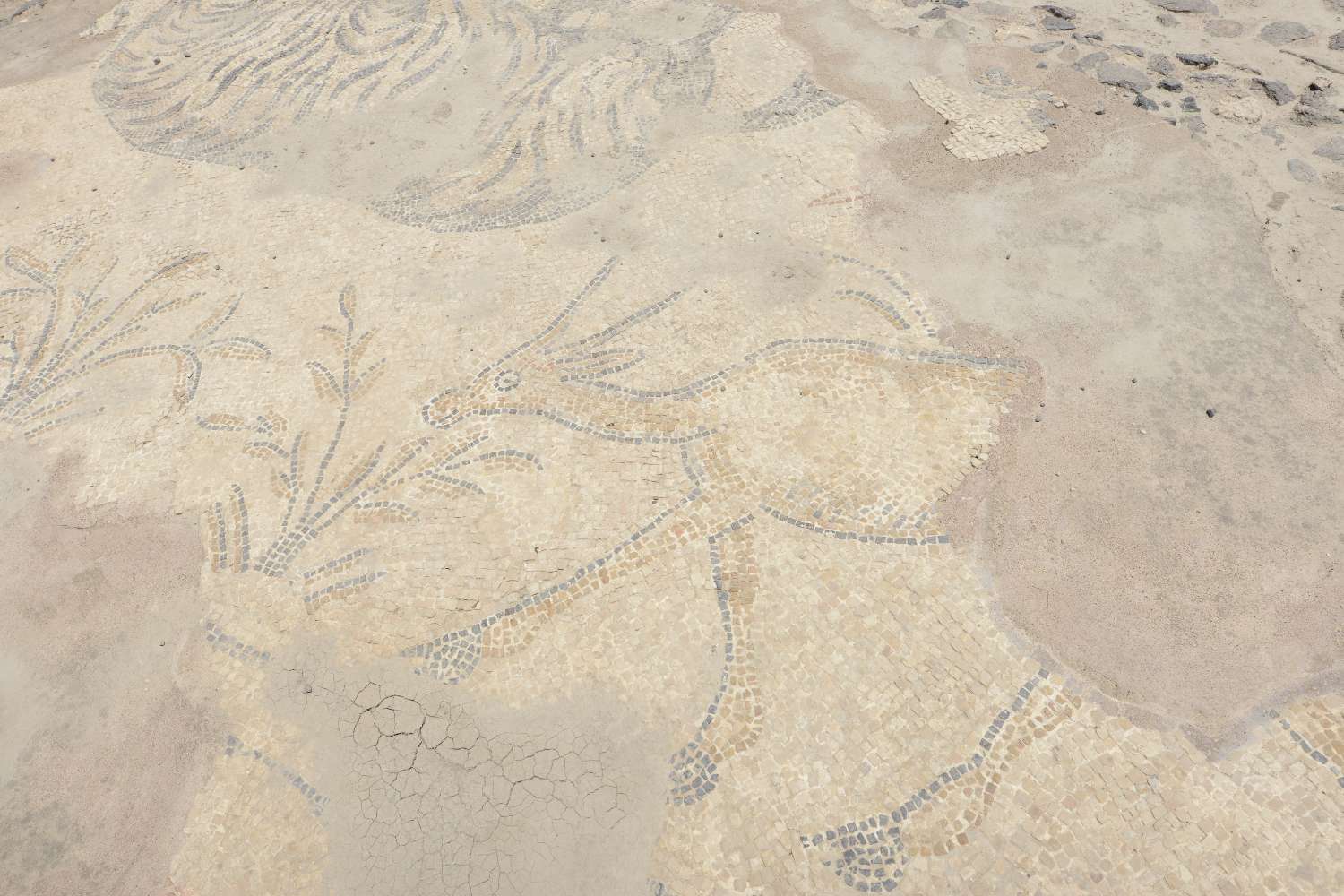 A Byzantine mosaic showing a deer, once part of the pavement of ancient Roman Scythopolis, today on display at Beit She’an National Park